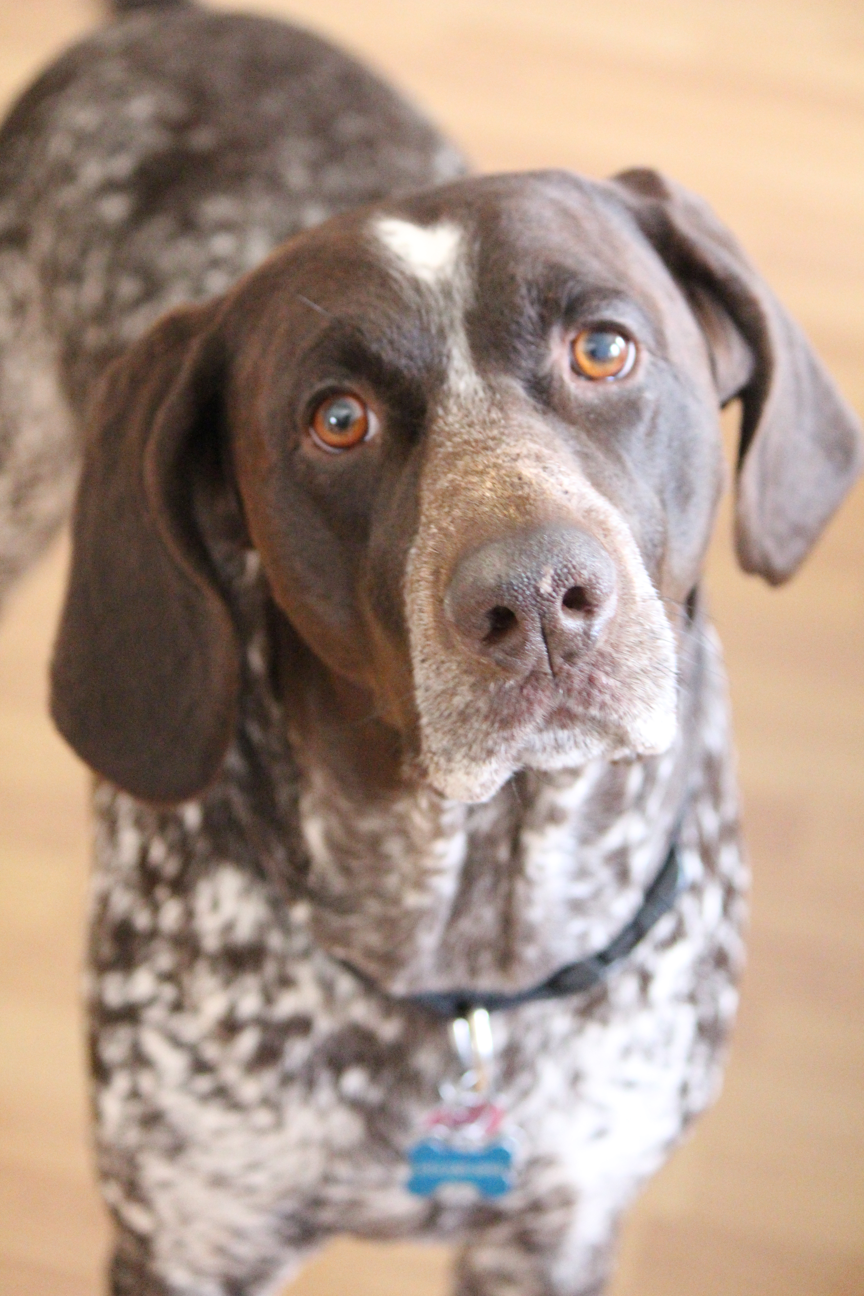 Affordable Pet Photography