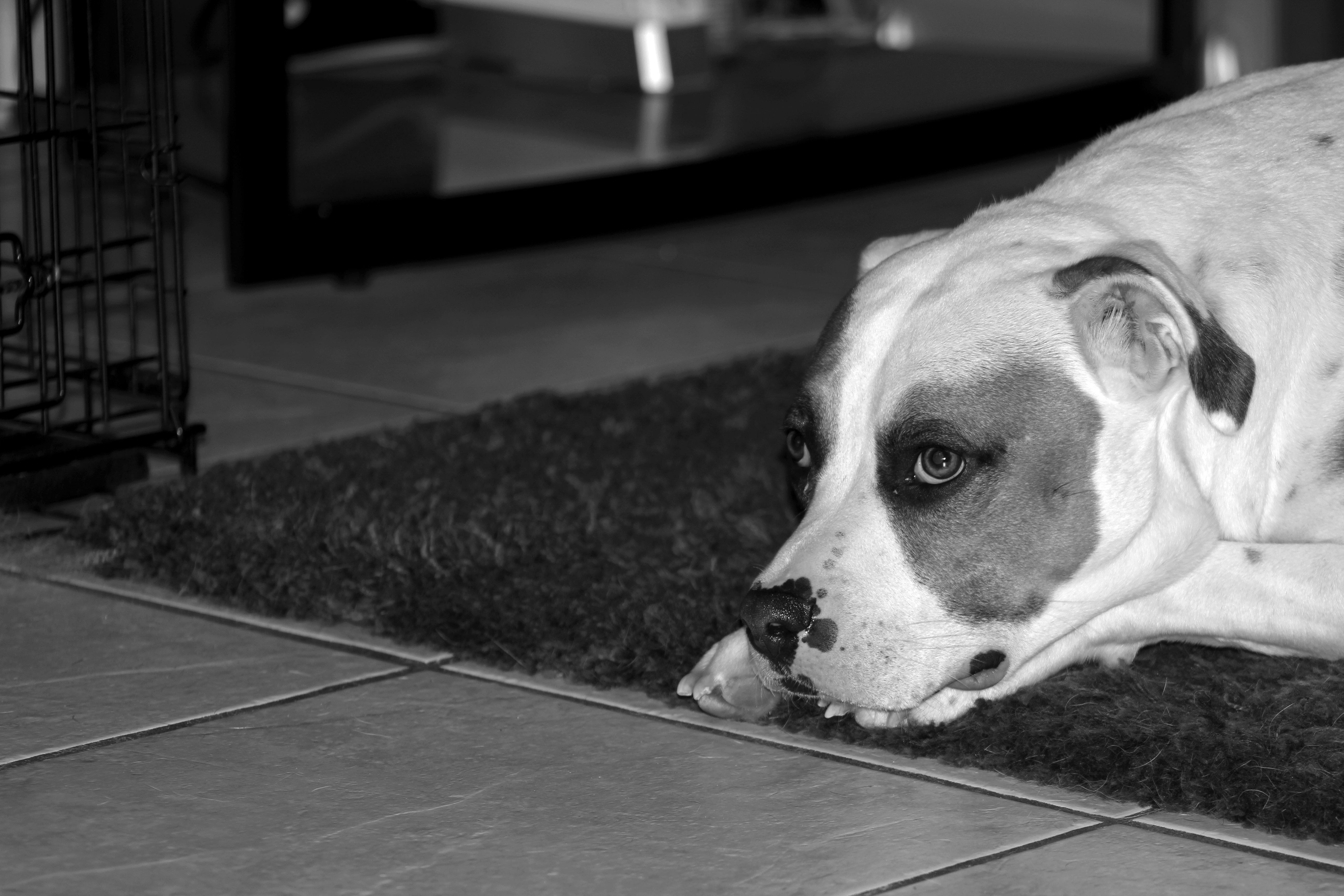 Affordable Photographer?