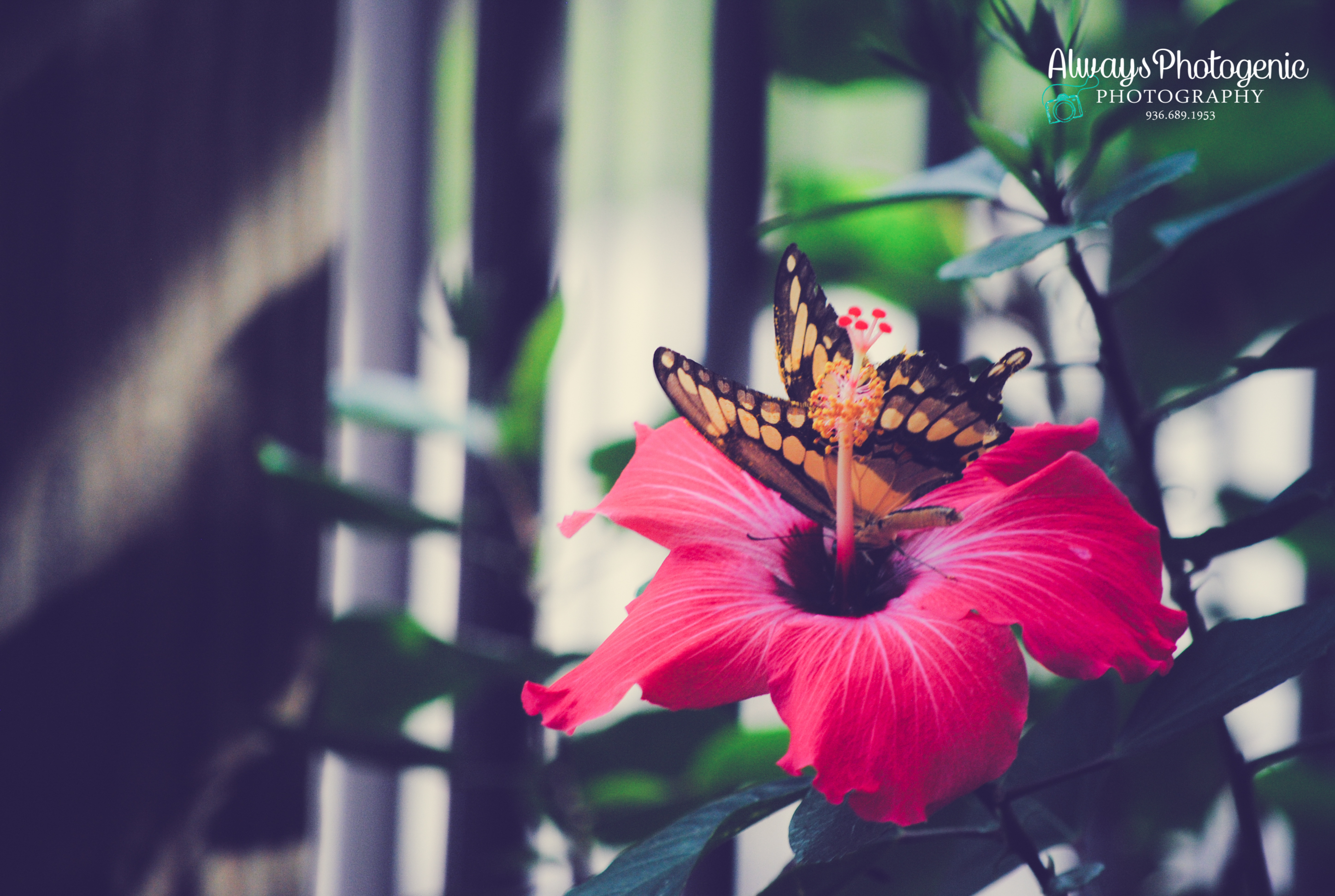 Always Photogenic Photography