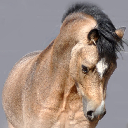 Pet and livestock photography, people optional.
