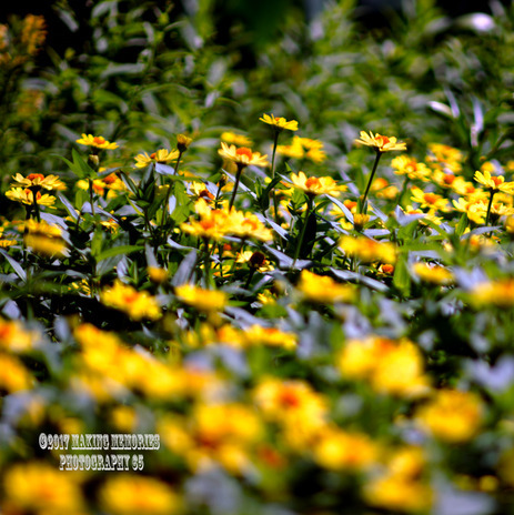 Preserve your memories in just one snap with Making Memories Photography 65
