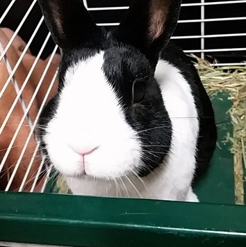 Bunny easter photos!