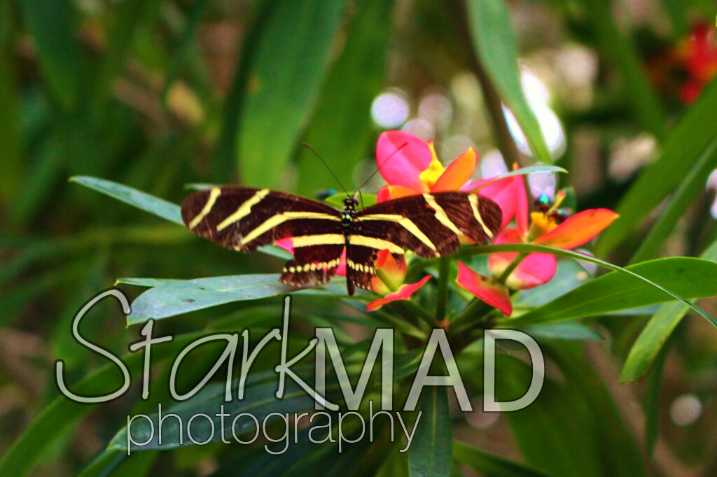 Stark MAD photography