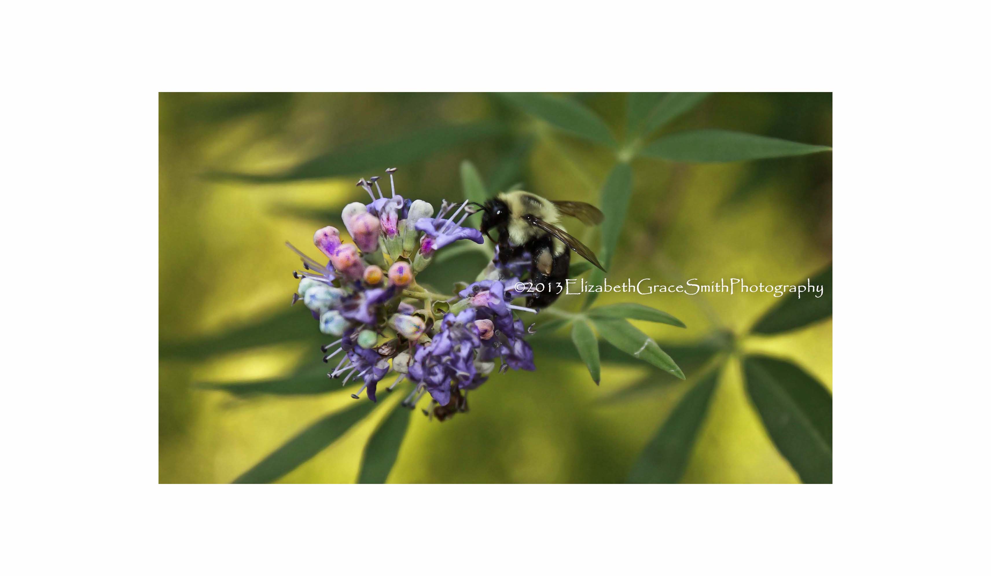 Elizabeth Grace Smith Photography " Any Event! All Occasions!" Bring your vision to life!