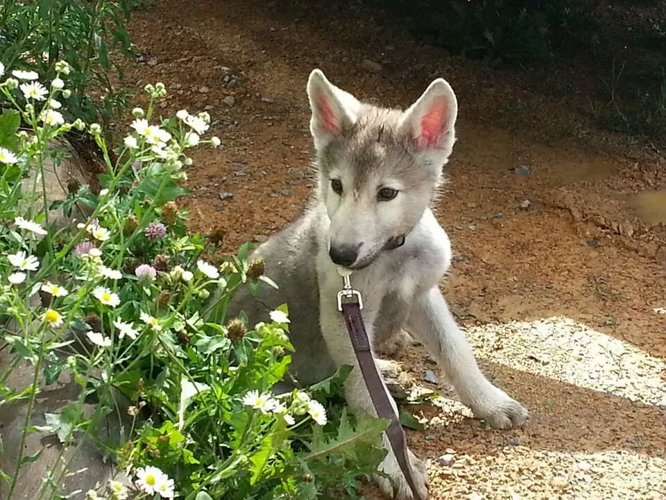 Wolf Dog For Hire!