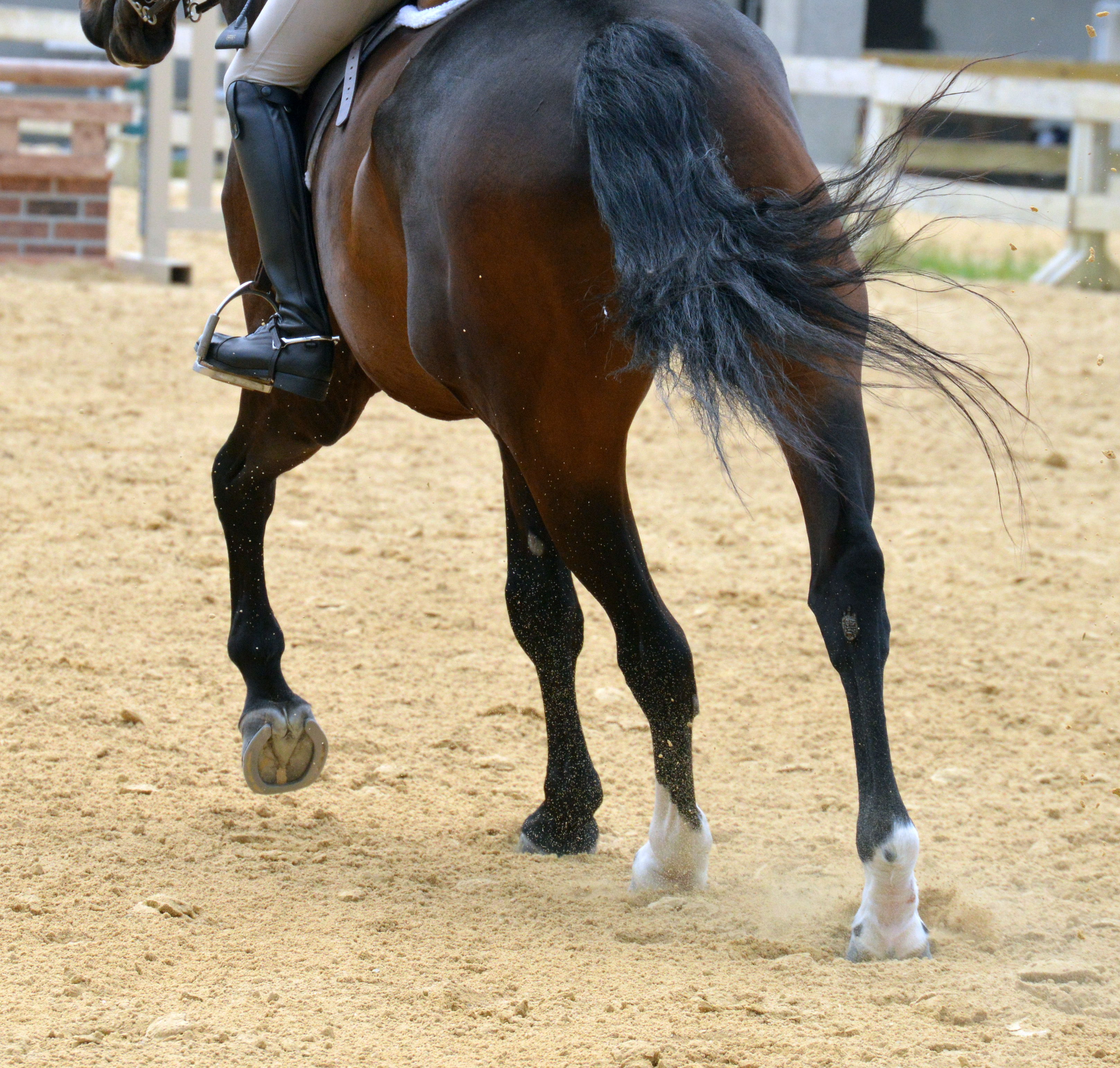 Equestrian Photography
